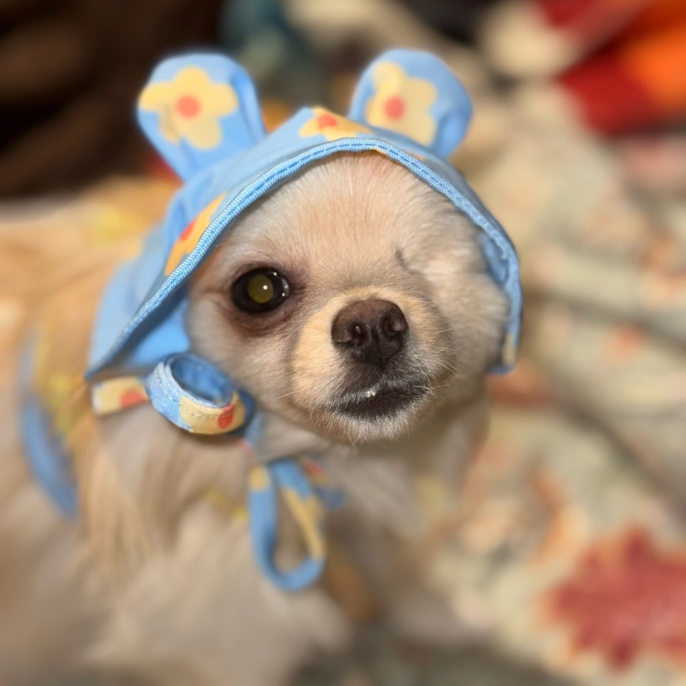 Dog Clothes Bundle (Size XXS-XS)